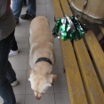  Finále Krajského poháru ml.dorostu U17 v Úpici 
